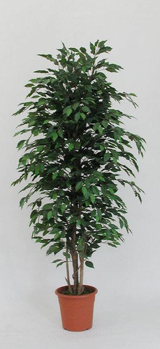 Artplants kunst ficus - kunst,