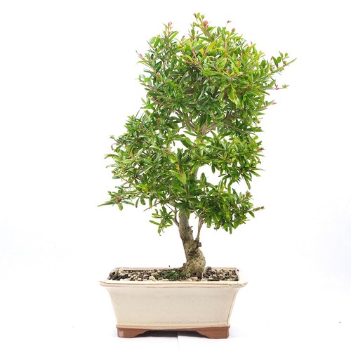 Bonsai granatapfel punica - bonsai,