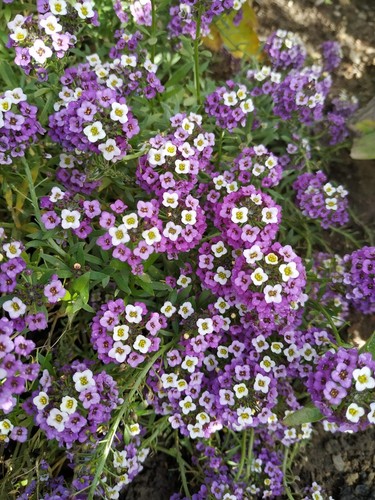 Duftsteinrich alyssum - duftsteinrich,