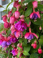 4 Fuchsien Stecklinge ca. 9 cm groß, purpur/lila/pink Röckchen große Blüte!