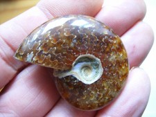 Schöner AMMONIT, beidseitig