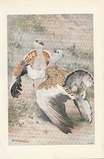 Großtrappe (Otis tarda)