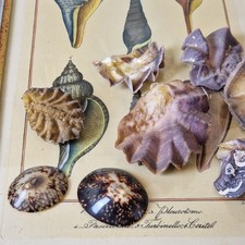 Muscheln/ meist Austern