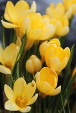 100/500/1000  Botanische