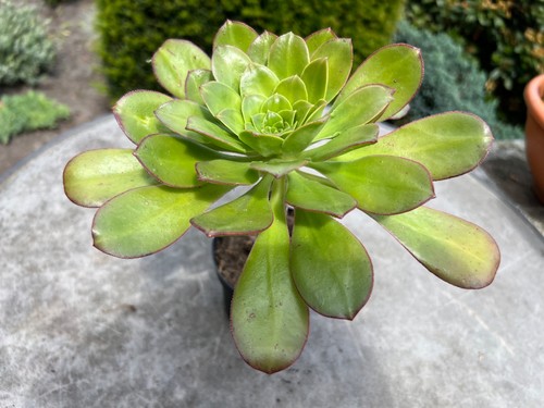 Aeonium grün sehr - , und