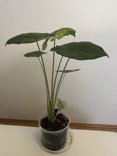 Alocasia Macrorrhiza Splash