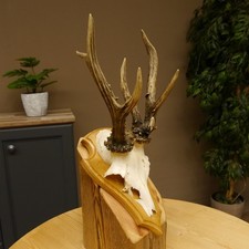 Rehgeweih abnormes Reh Gehörn