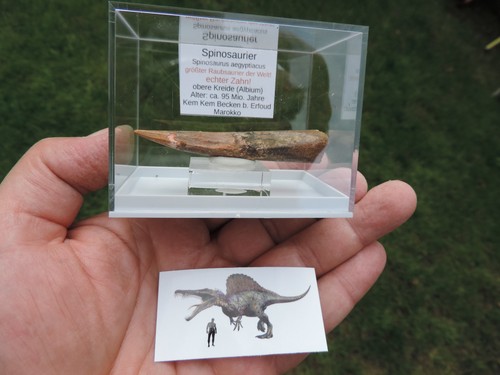Schöner zahn vom spinosaurus - zahn,