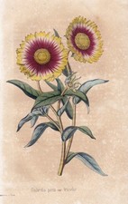 Papageienblume blanket flower