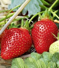 BALDUR Garten Immertragende