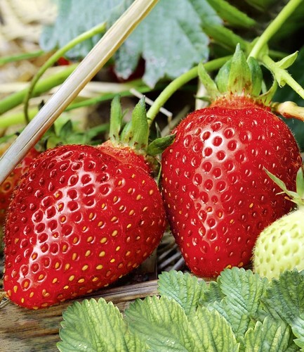 Baldur garten immertragende - garten,
