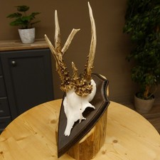 Rehgeweih abnormes Reh reiche