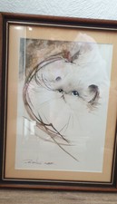 Heilige birma original - heilige,