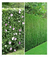 Gemischte Hecken-Kollektion, 10 Pflanzen 5 Hibiskus- u. 5 Leyland-Zypressen