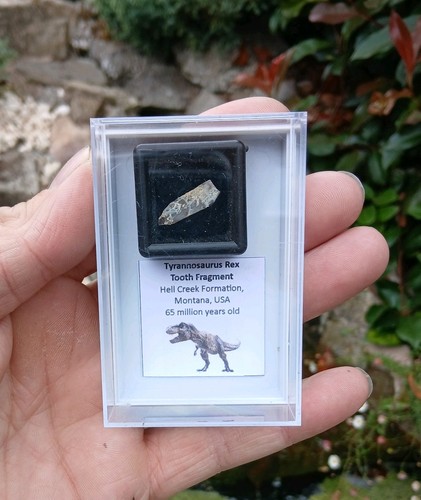 Echter seltener tyrannosaurus - echter,