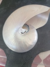 Bezaubernde Nautilus