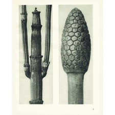 1929 WINTERSCHACHTELHALM &