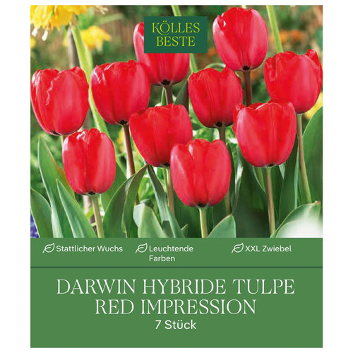 Darwin hybride tulpen red - tulpen,