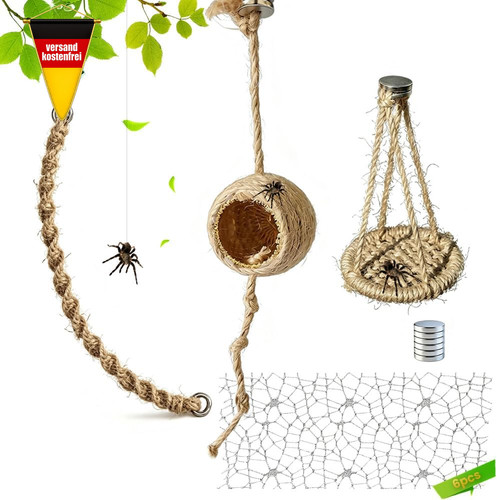 Springspinne terrarium set mit - springspinne,