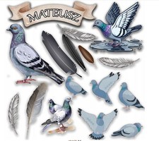 Taube Vogel Fliegen Essbar