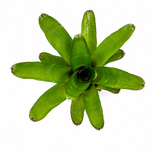 Neoregelia aiax ungetopfte - aiax,