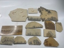 Sammlung fossilien leptoepis - fossilien,