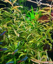 Aquariumpflanzen – 5x