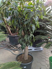 Mangifera indica XXL Mangobaum 1,8-2,2m dicker Stamm tropischer Obstbaum selten