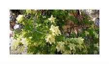 10x Fraxinus ornus Manna Esche