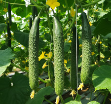 Gurkensamen Alligator F1