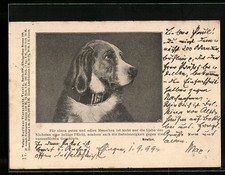 Hund mit treuen Augen