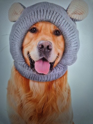 Hunde teddy mütze rosa - hunde-teddy-mütze,