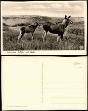 Nidden Kurische Nehrung Nida Elchtier Kalb Kurische Nehrung 1934 Klaipeda Memel