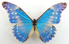 MORPHO RHETENOR HIGHTONI MALE