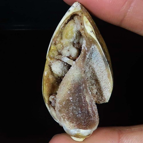 Natürlich fossil schnecke - natürlich,
