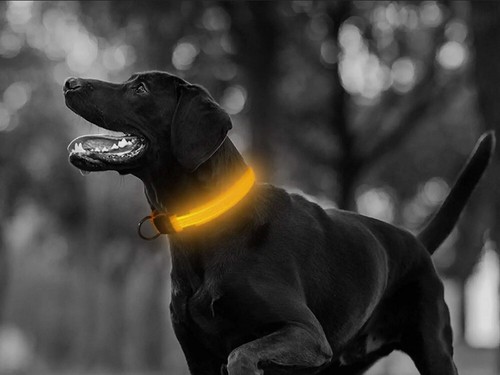 Hundehalsband led halsband - hundehalsband,