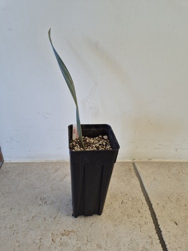 Bismarckia nobilis silver