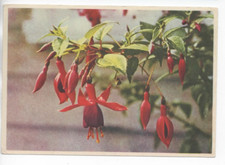 AK  DDR Wünsche zum Geburtstag / Fuchsien  1963  ungel.