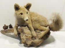 Junger Fuchs Rotfuchs altes Präparat Tierpräparat liegend auf Wurzel Tiertrophäe