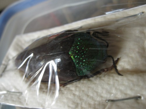 Buprestidae-Juwelenkäfer