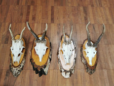 Konvolut 4x Rehbock Rehgeweih Geweih Gehörn Trophäe Geweih Skelett