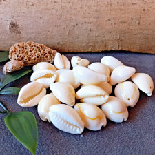 20x Kauri Muscheln mit Loch