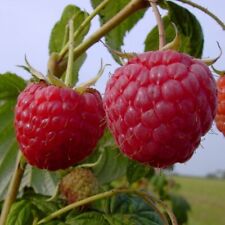 Zefa 3 Herbsternte sehr groß und feste Himbeere herbsttragende Himbeerpflanze 60