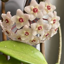 Großer hoya carnosa - großer,