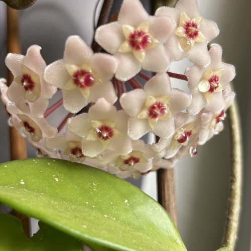 Großer hoya carnosa - großer,