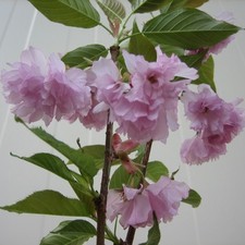 Japanische Blütenkirsche