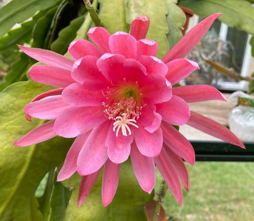 Epiphyllum-Hybride