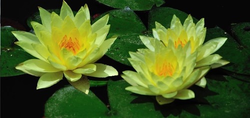 Hübsche kleine gelbe seerose - hübsche,