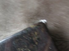 Queen Victoria's Descendants Buch Rosvall Royal Books