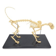 Katzenskelett Anatomie Modell